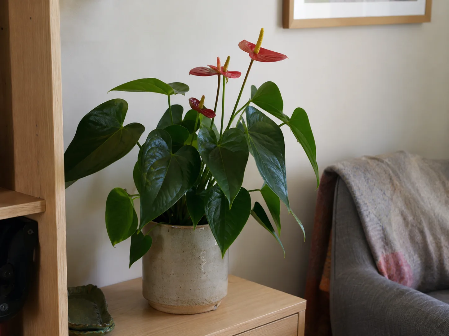 Flamingo Flower