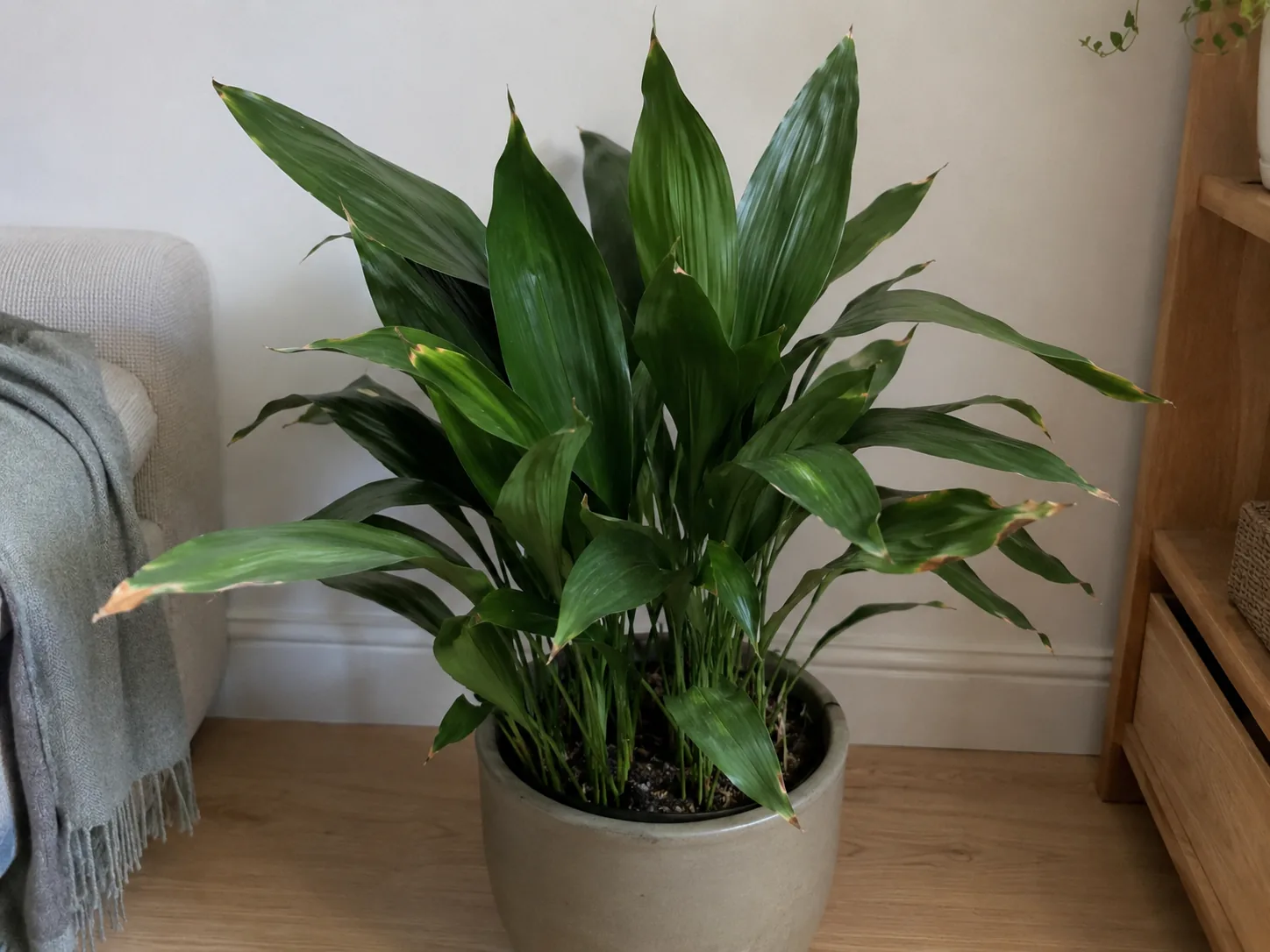 cast-iron plant