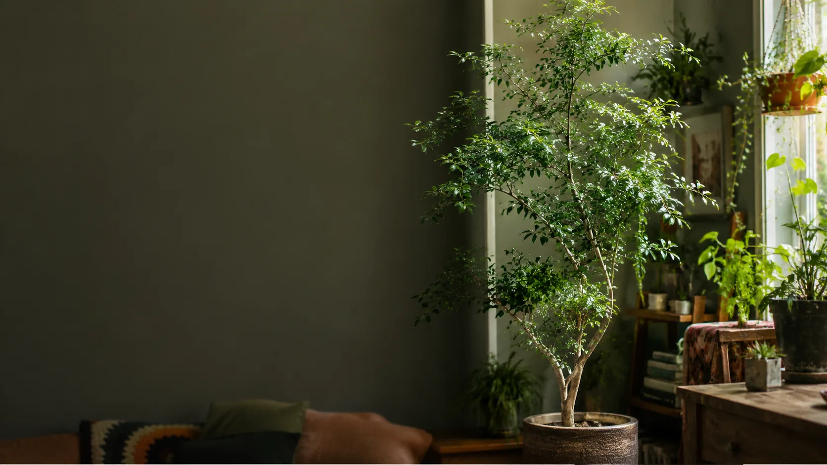 Fukien Tea