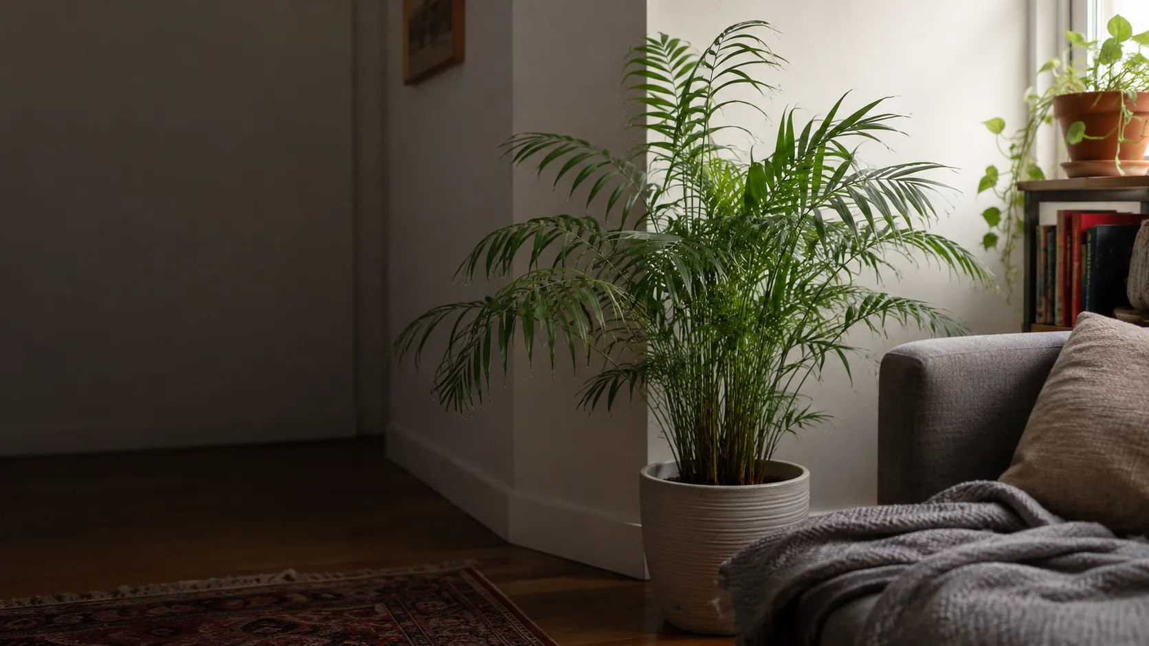 Parlor Palm