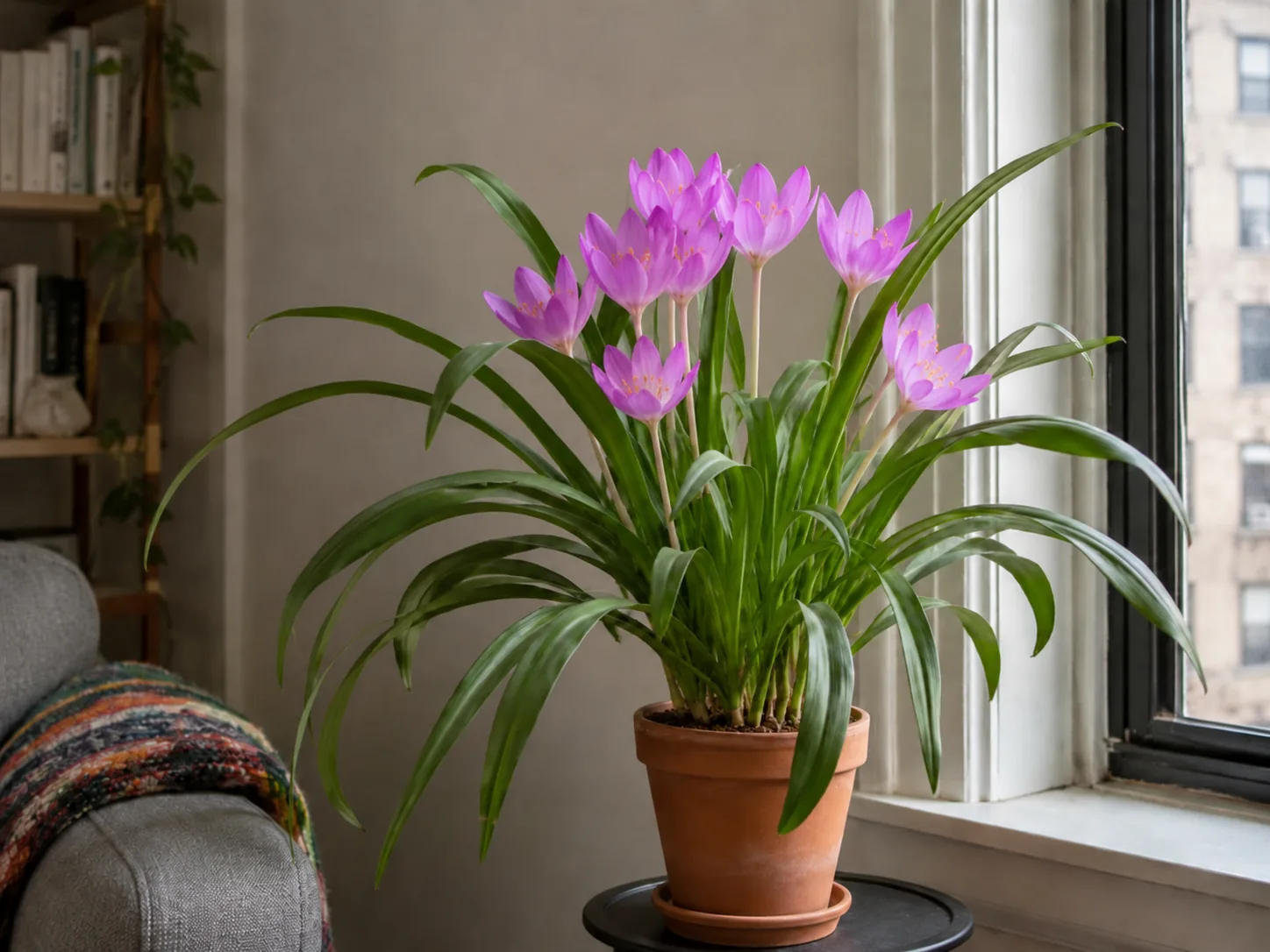 autumn crocus
