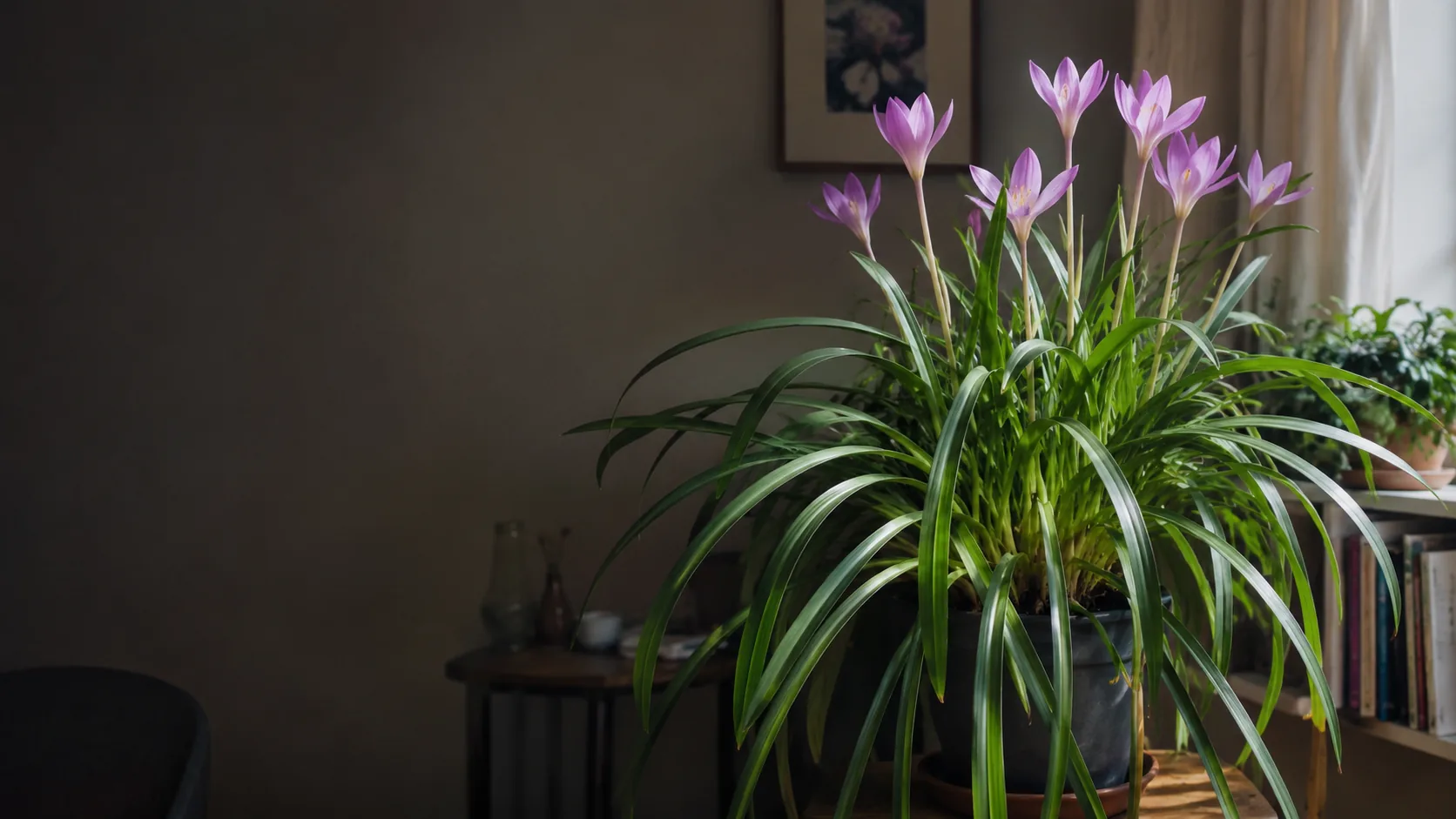 autumn crocus