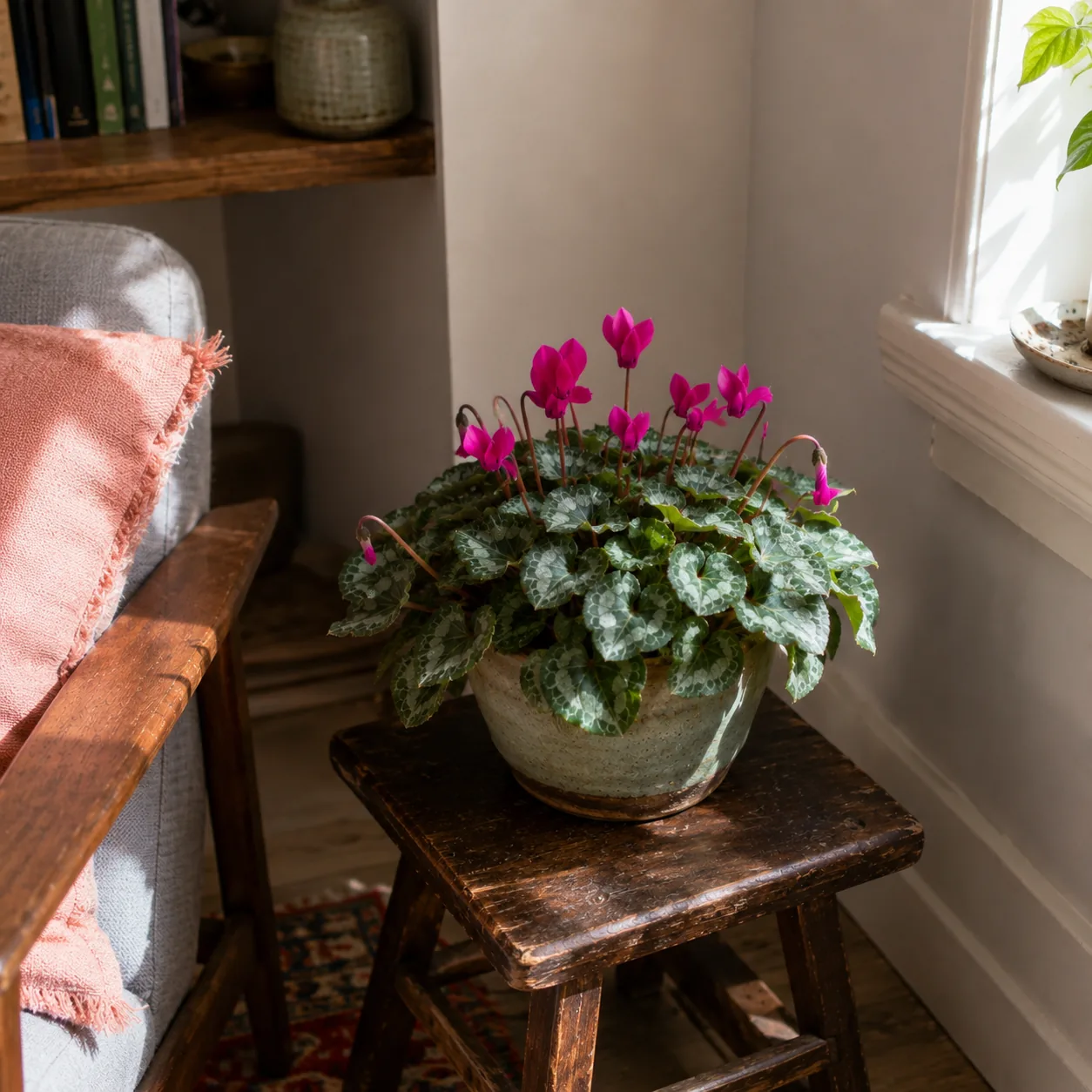 Persian cyclamen