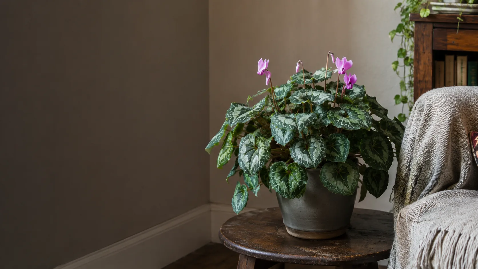 Persian cyclamen