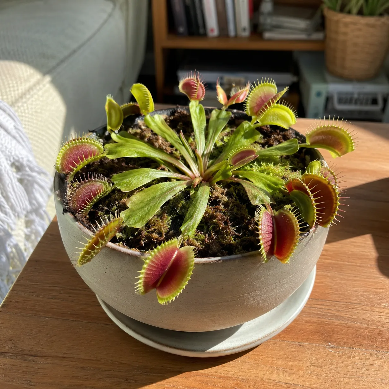 Venus flytrap