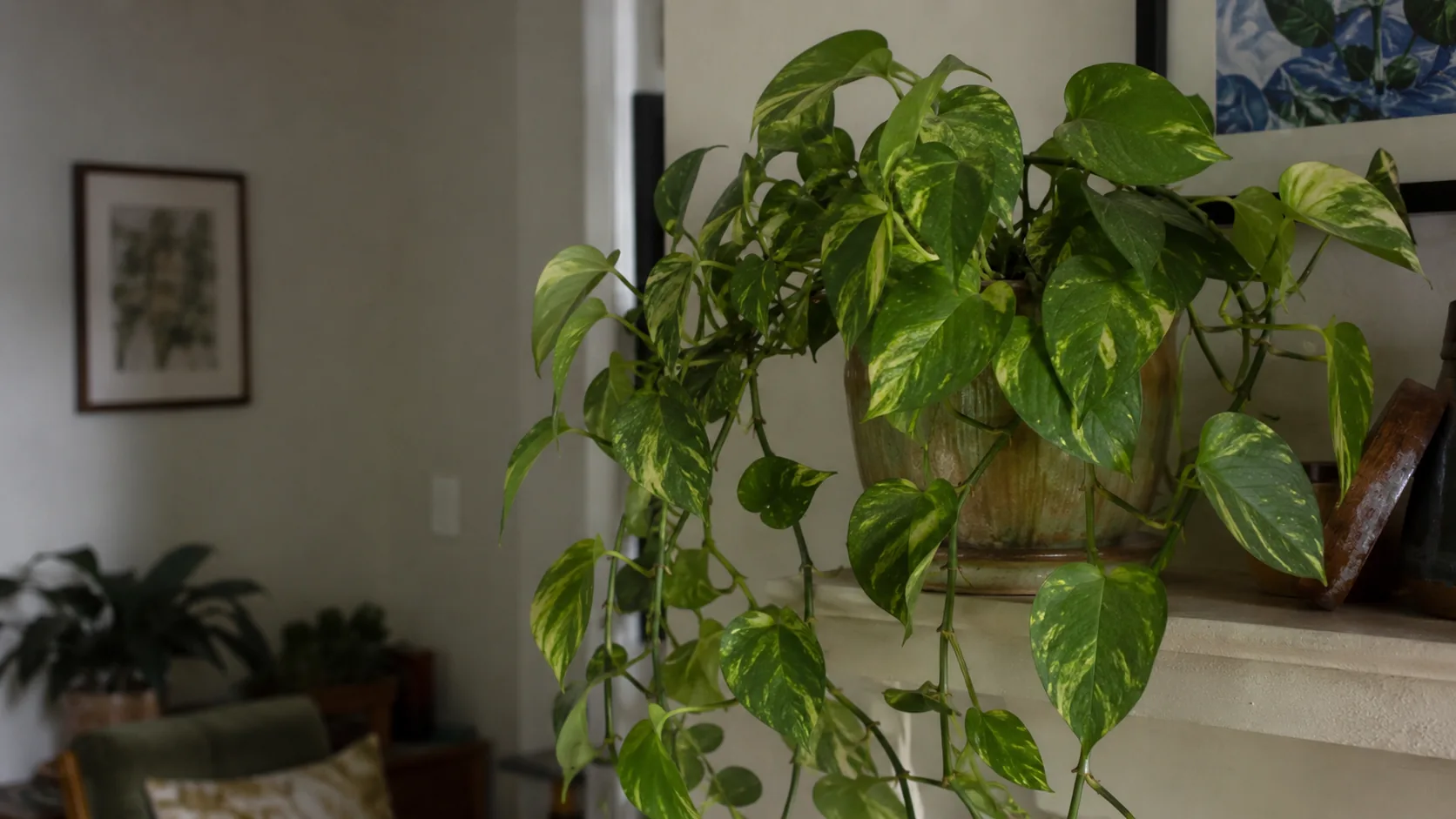 Golden Pothos