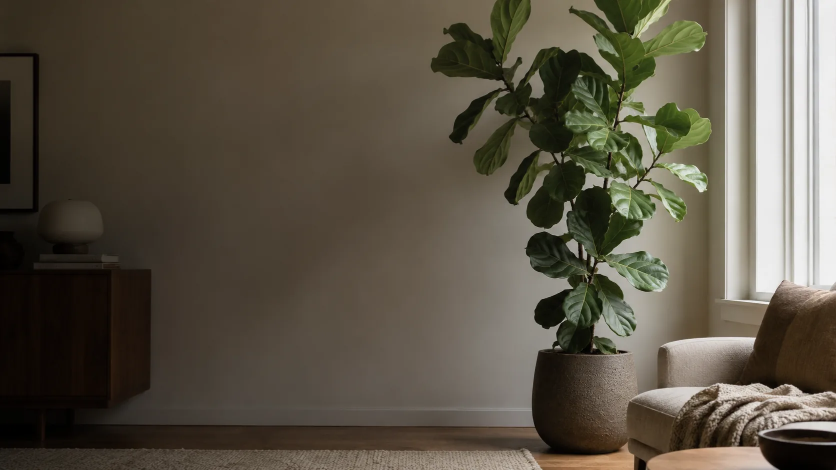 fiddle-leaf fig