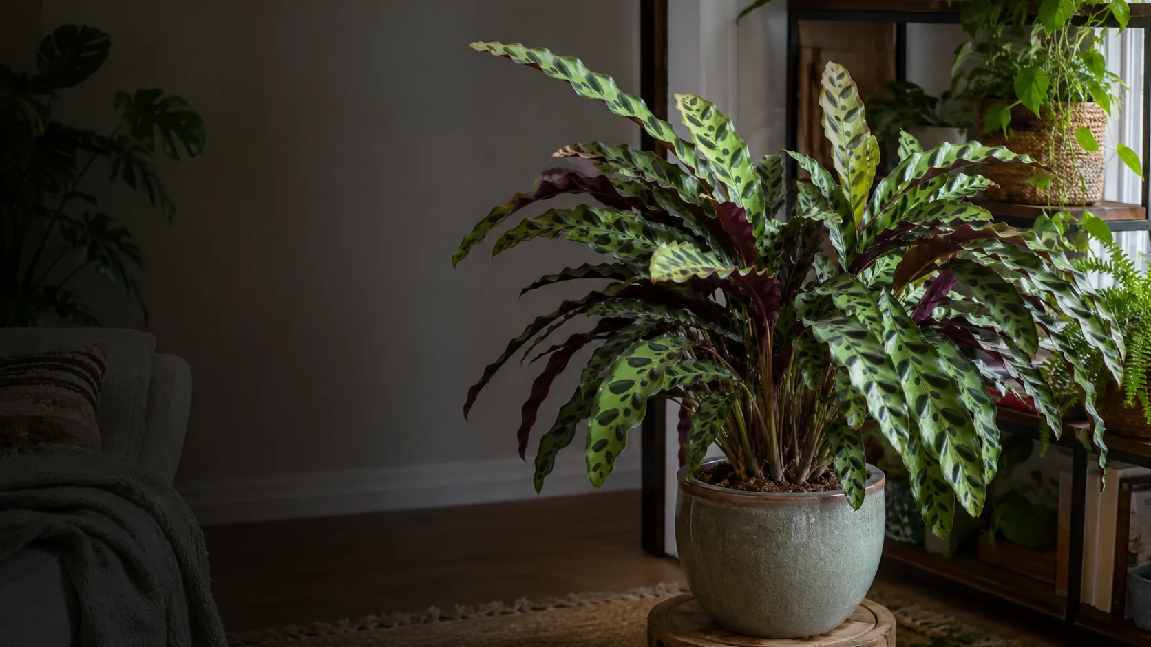 Rattlesnake Plant