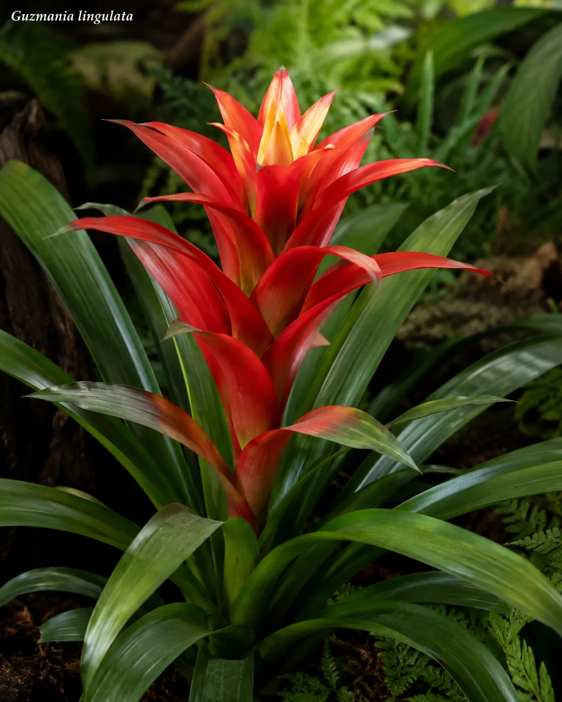 scarlet star