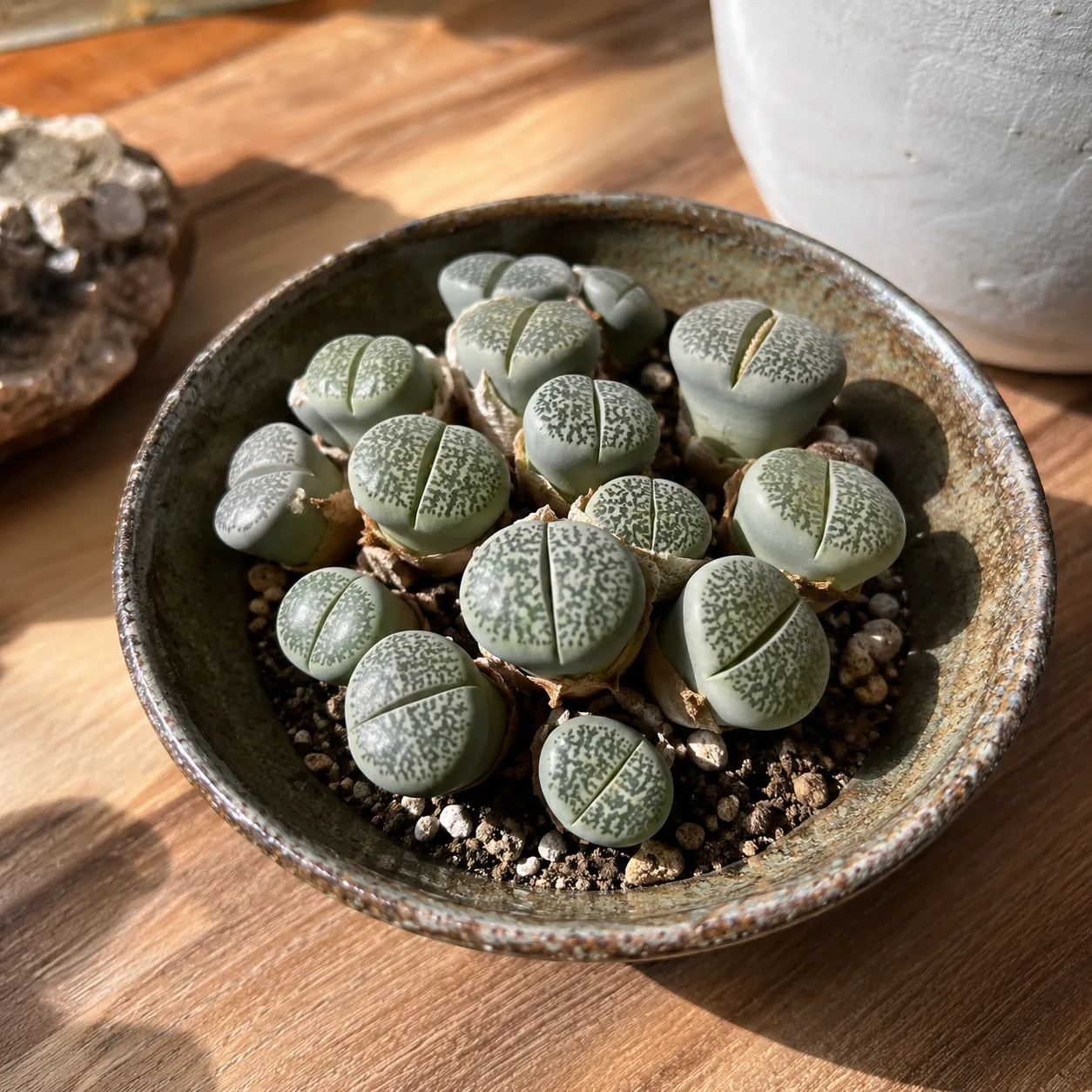 Living Stones
