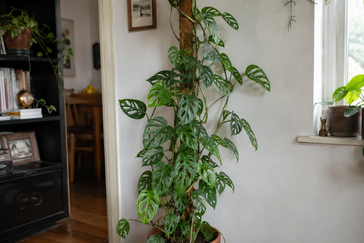 Swiss cheese plant
