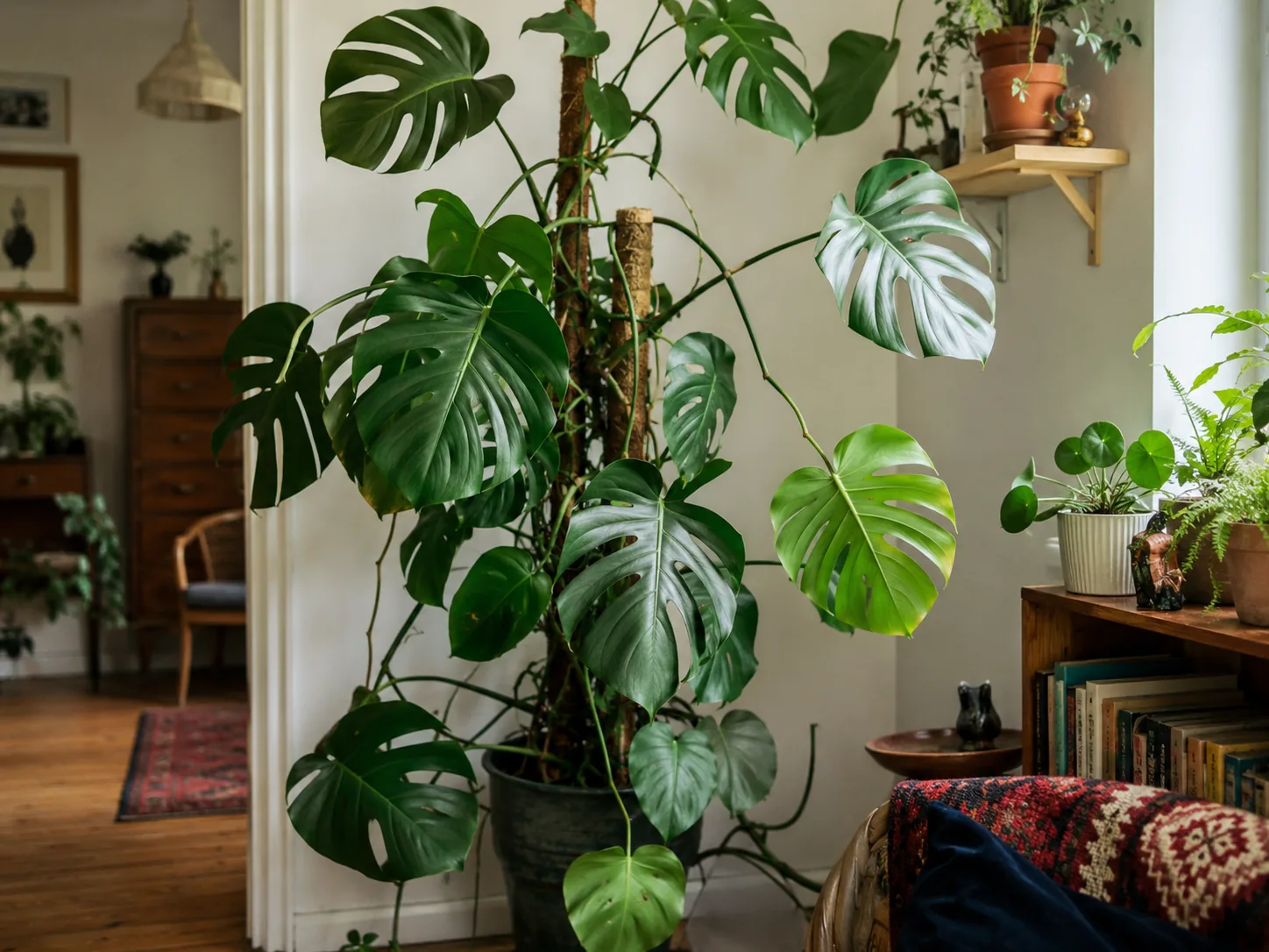 Swiss Cheese Plant