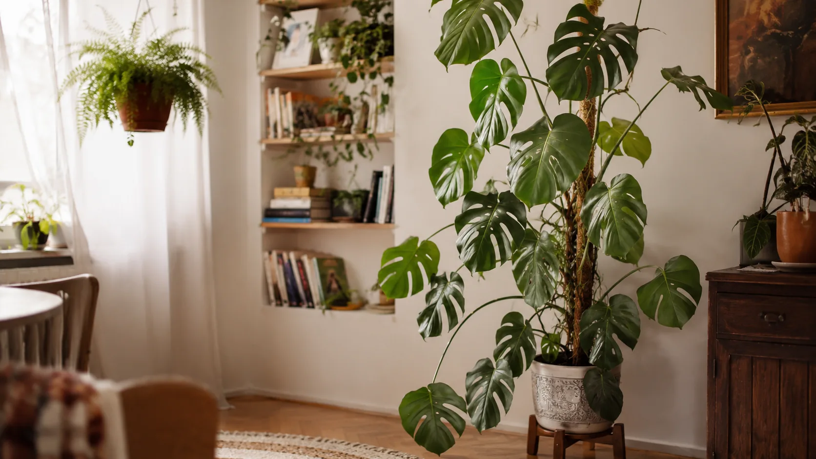 Swiss Cheese Plant
