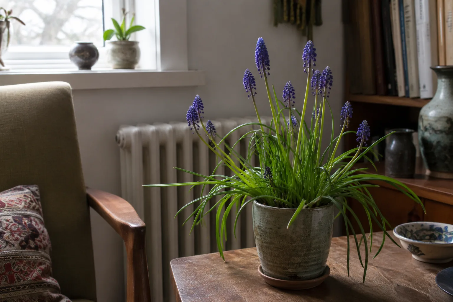grape hyacinth