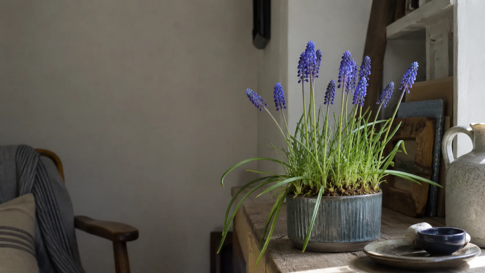 grape hyacinth