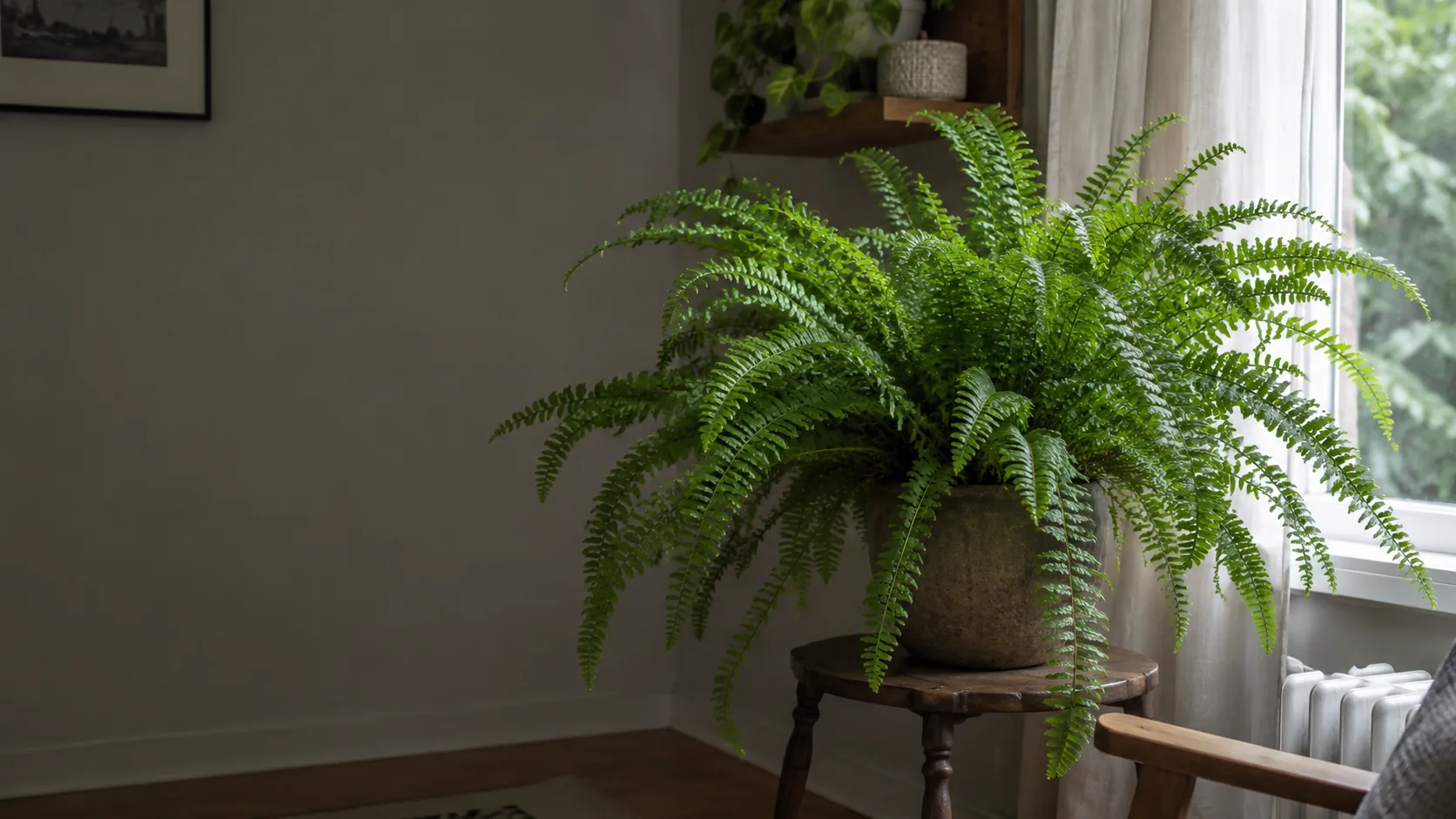 Boston fern