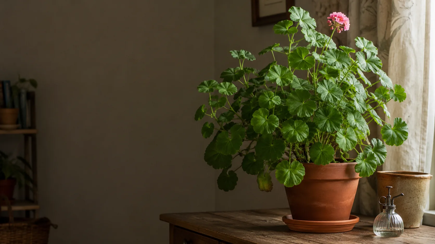 geranium