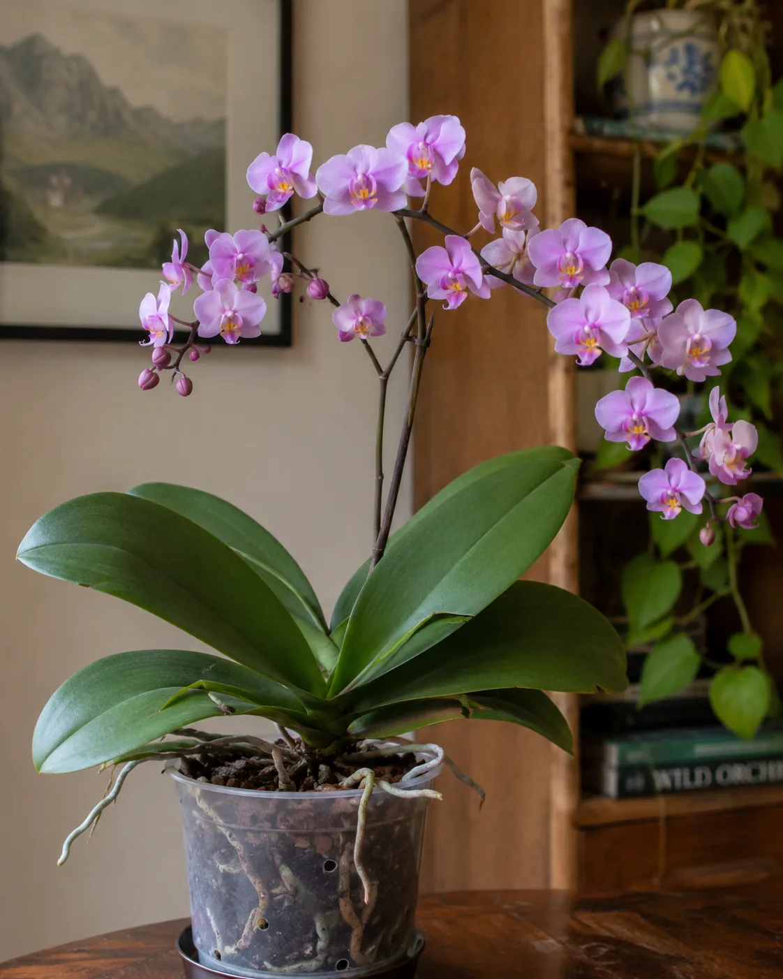 Moth Orchid