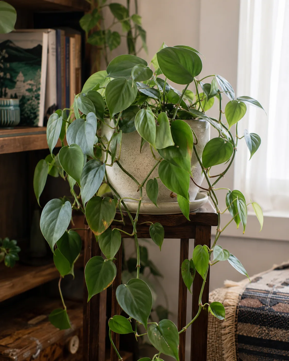 Heartleaf Philodendron