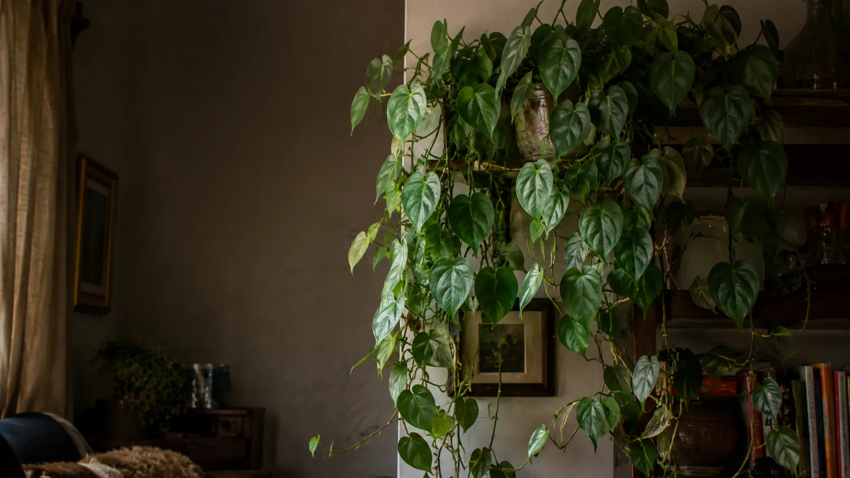 Heartleaf Philodendron