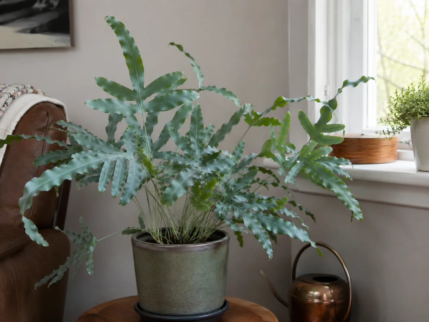 Blue Star Fern