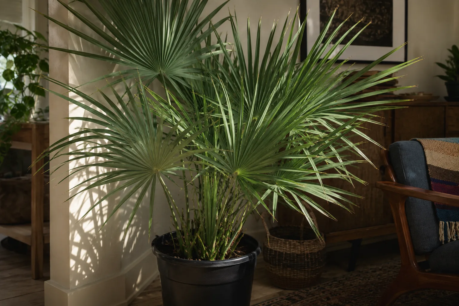 Dwarf Palmetto