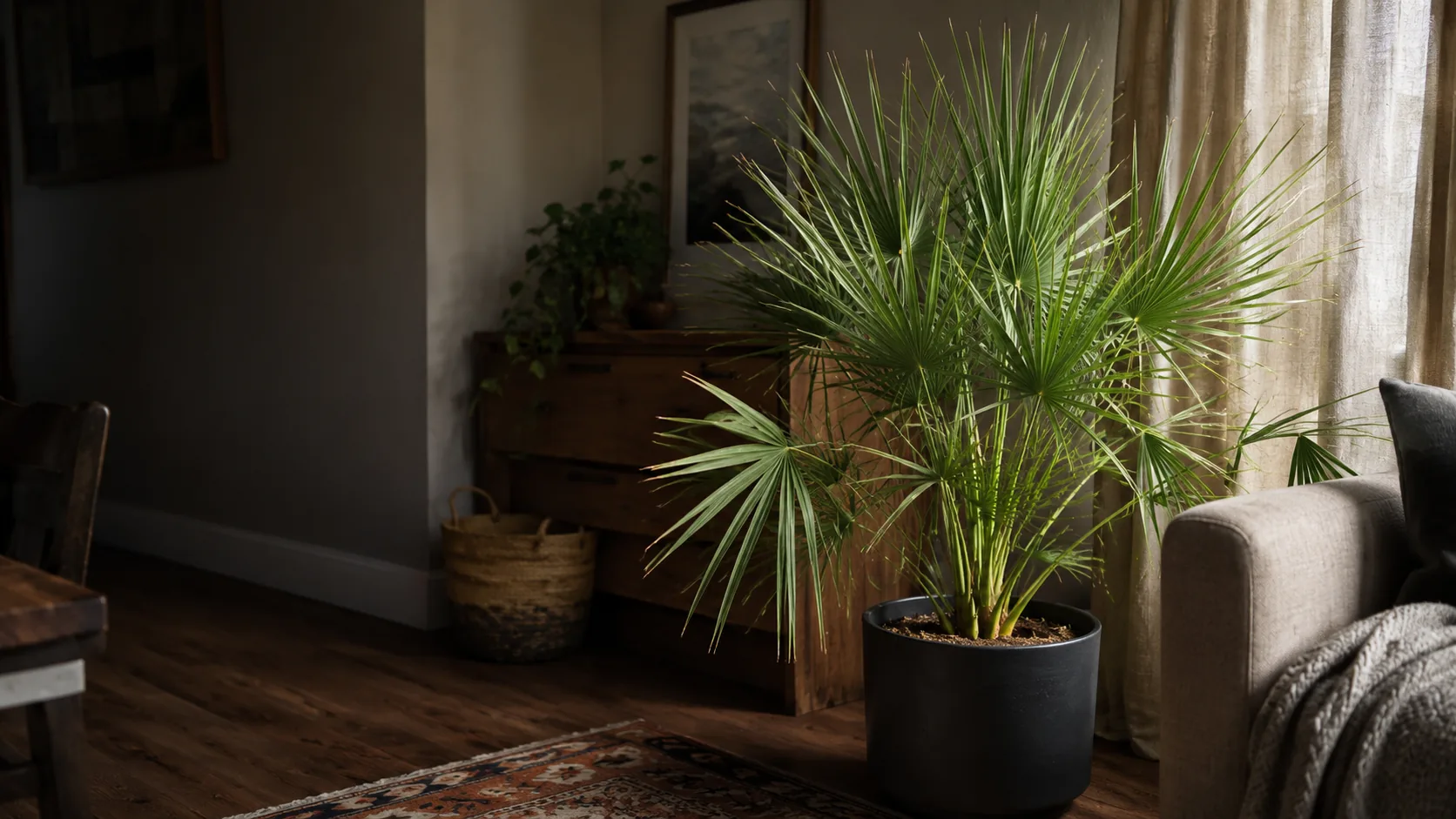 Dwarf Palmetto