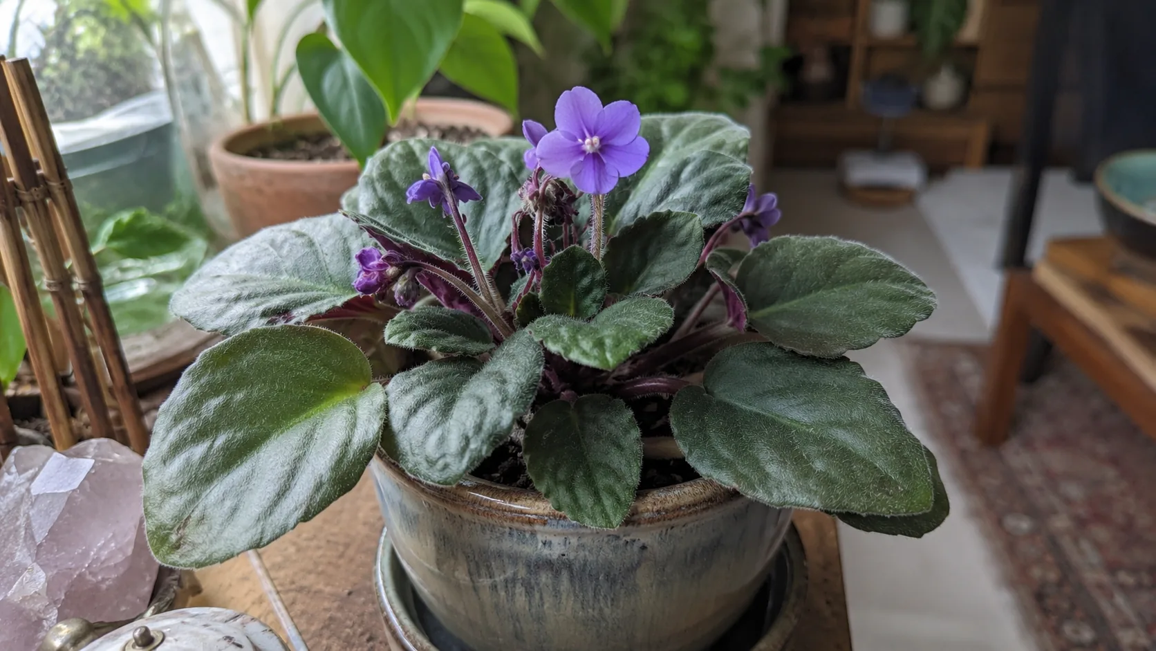 African violet