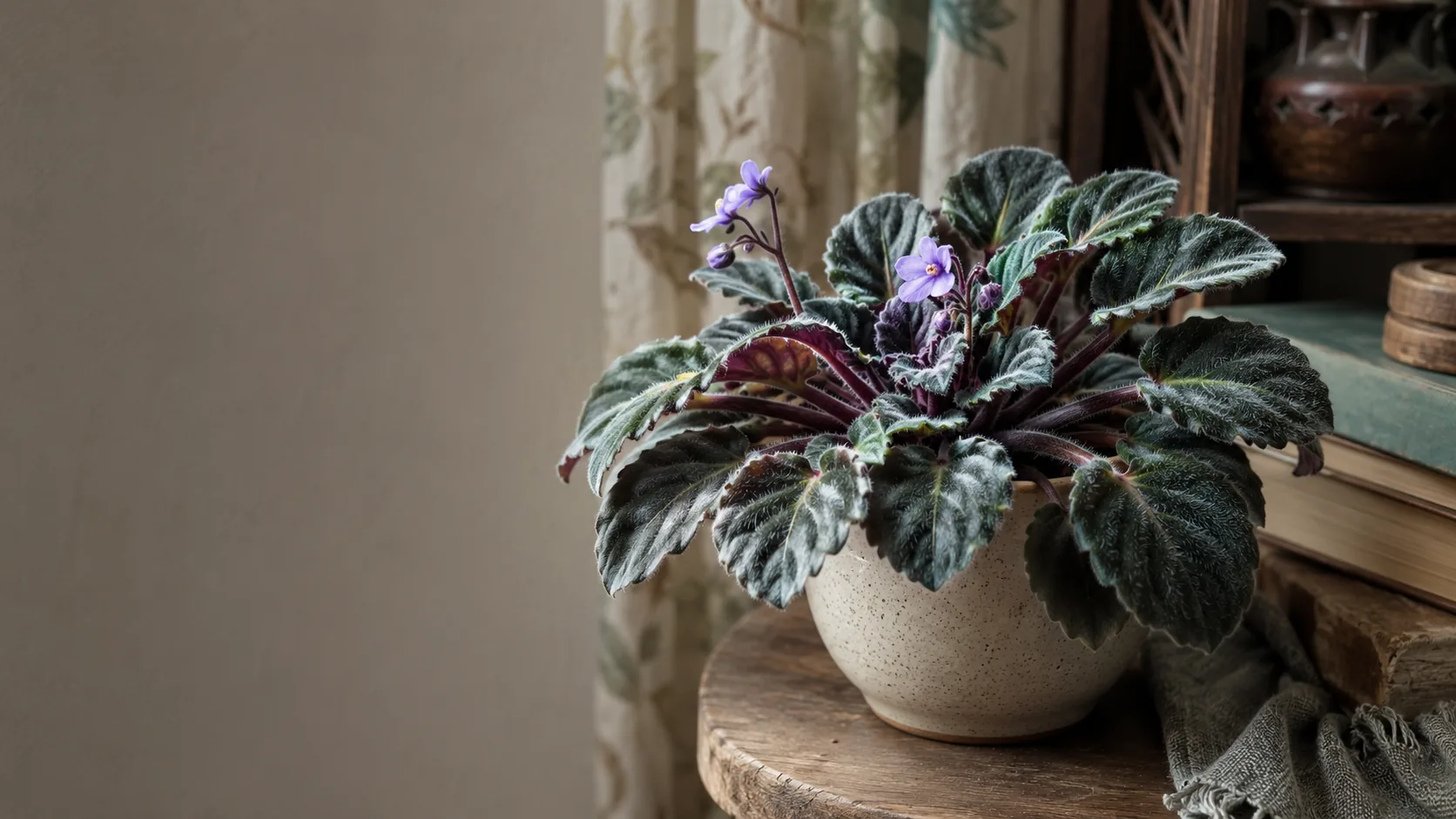African violet