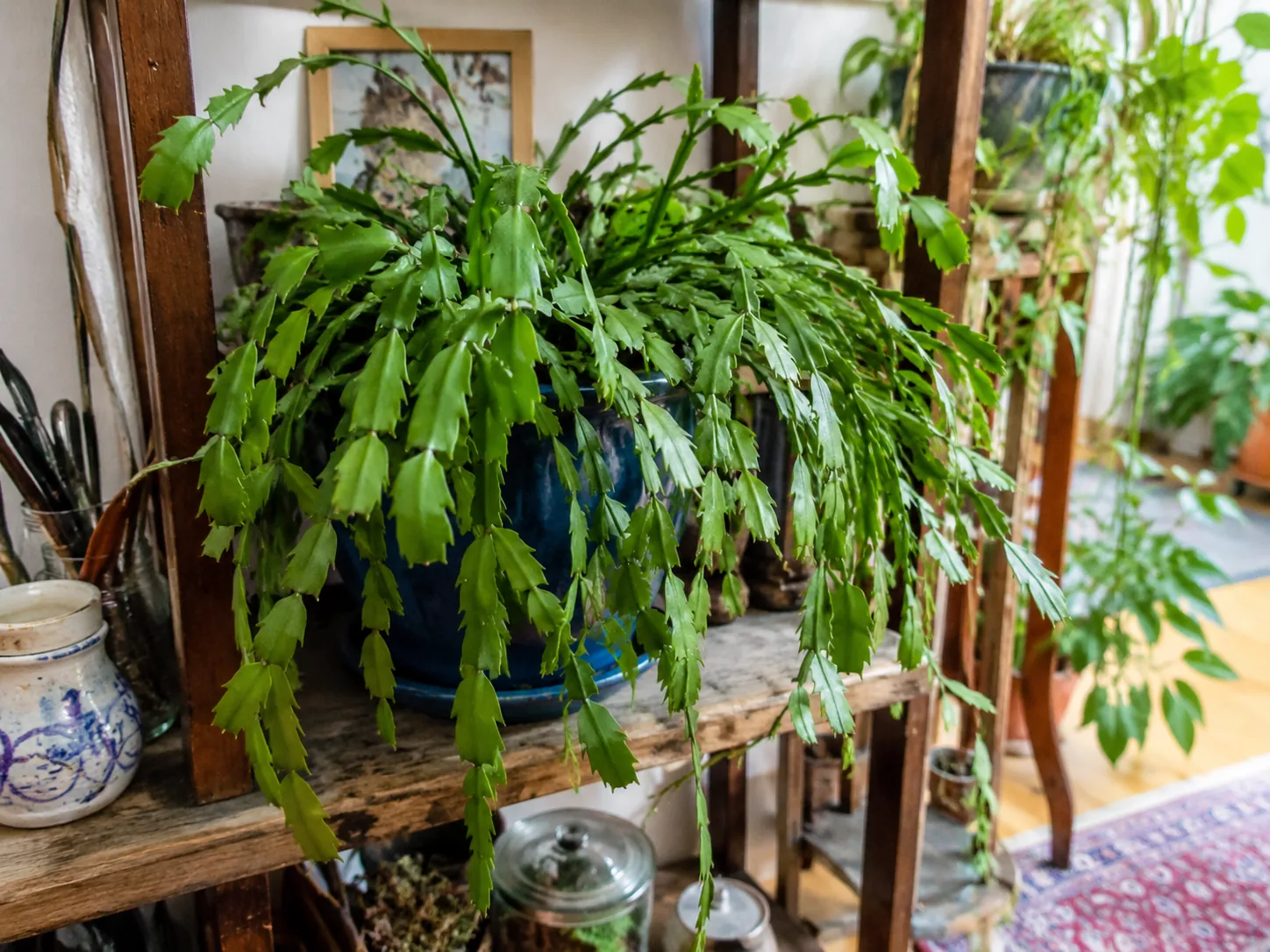 Thanksgiving Cactus