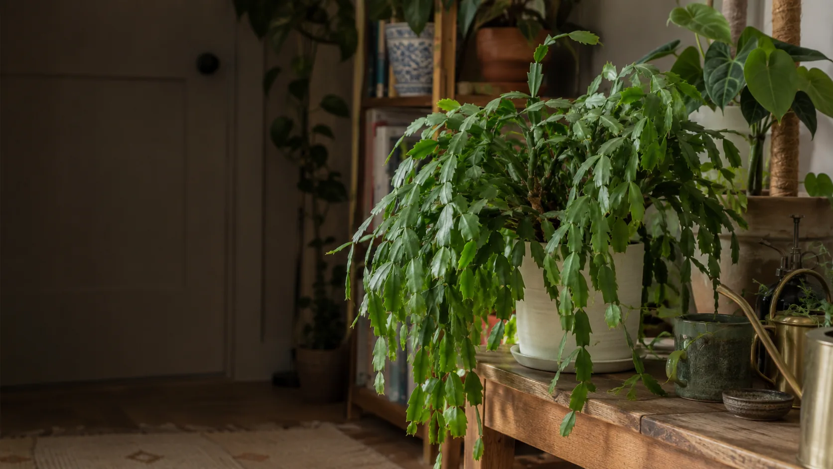 Thanksgiving Cactus