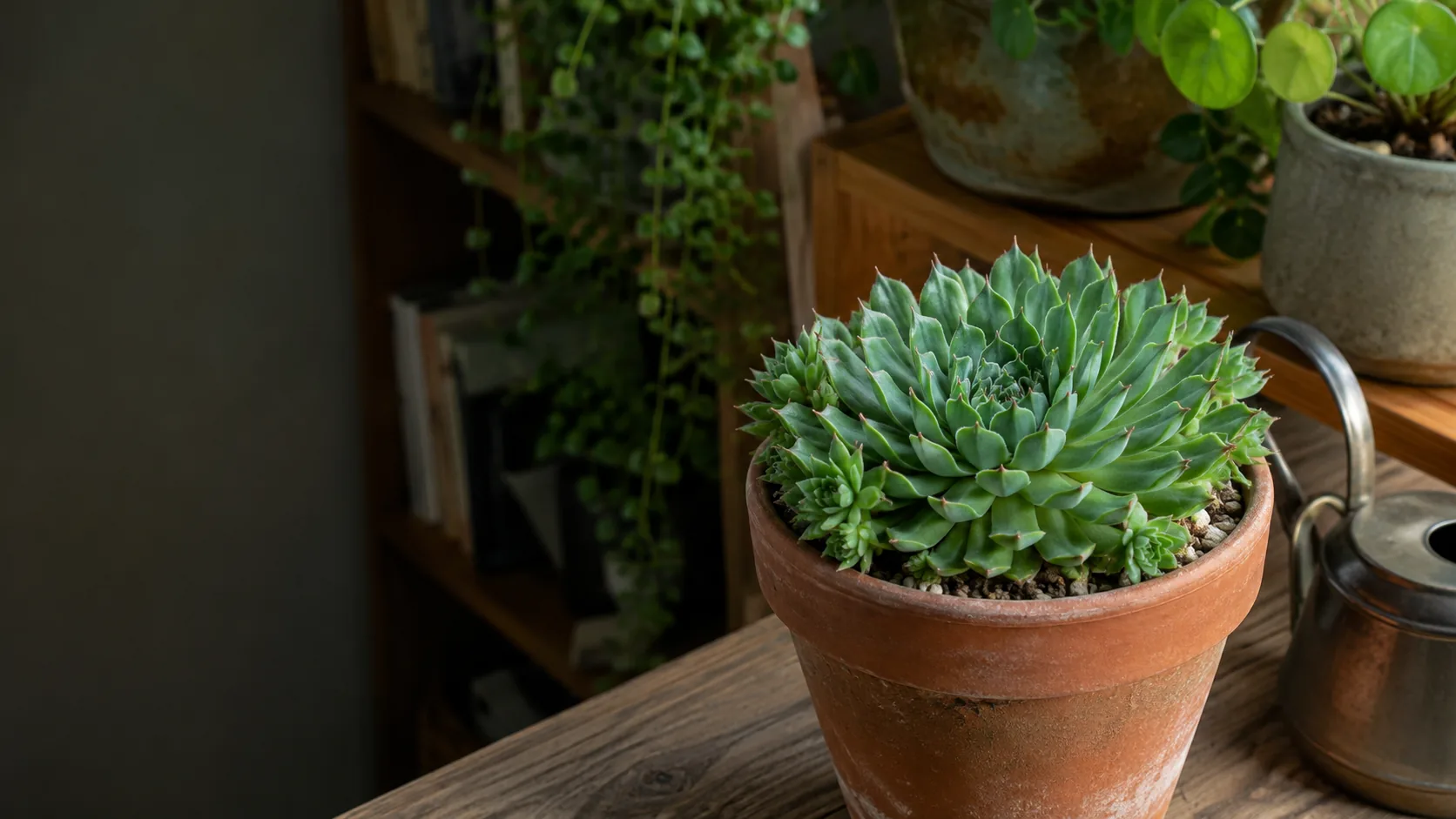 Common Houseleek