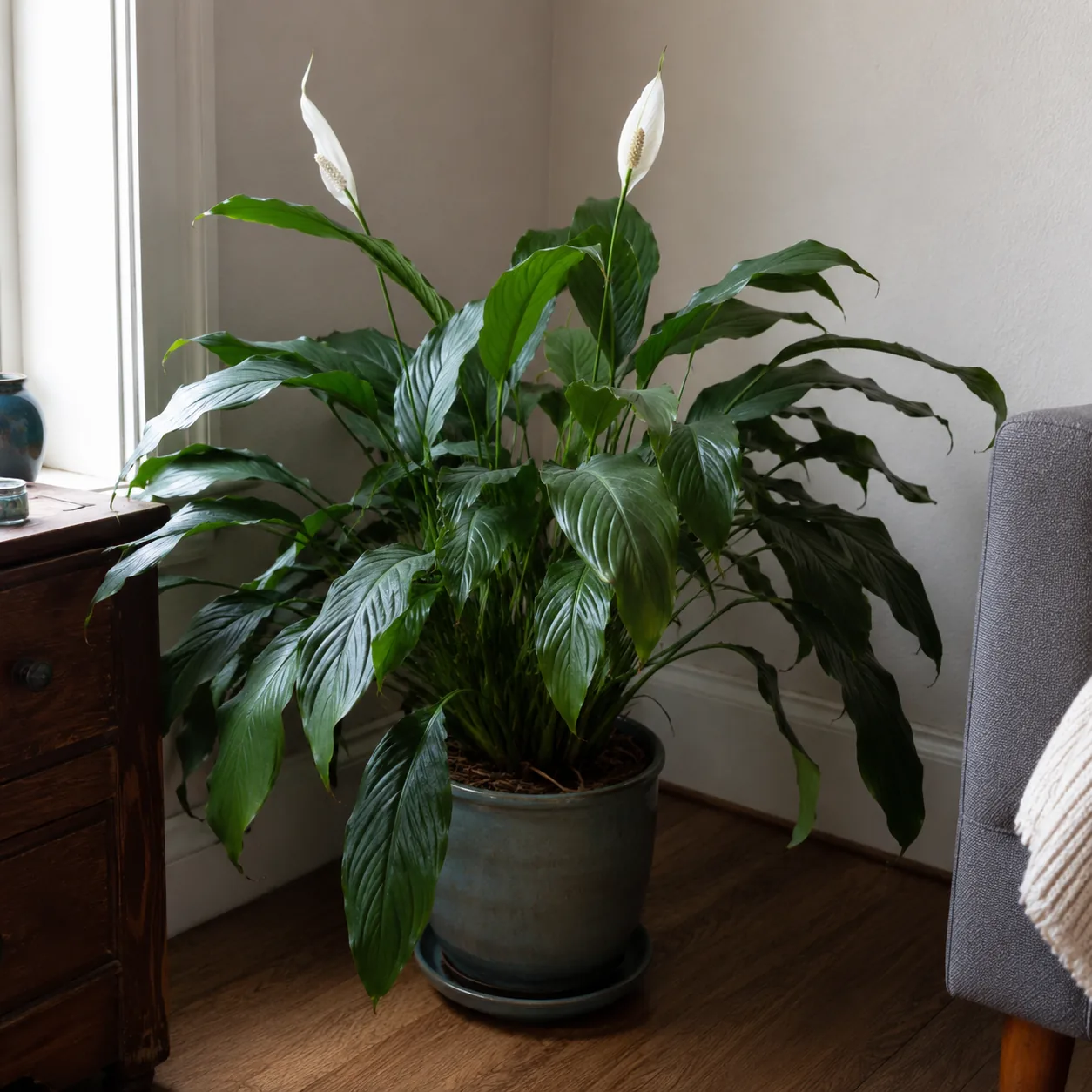 Peace Lily