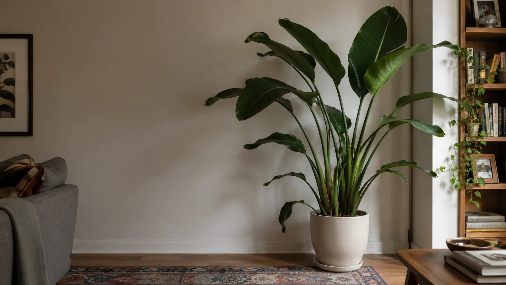 White Bird of Paradise