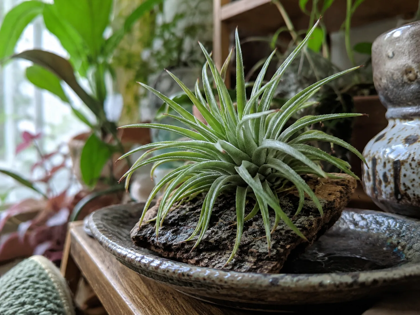 Air Plant