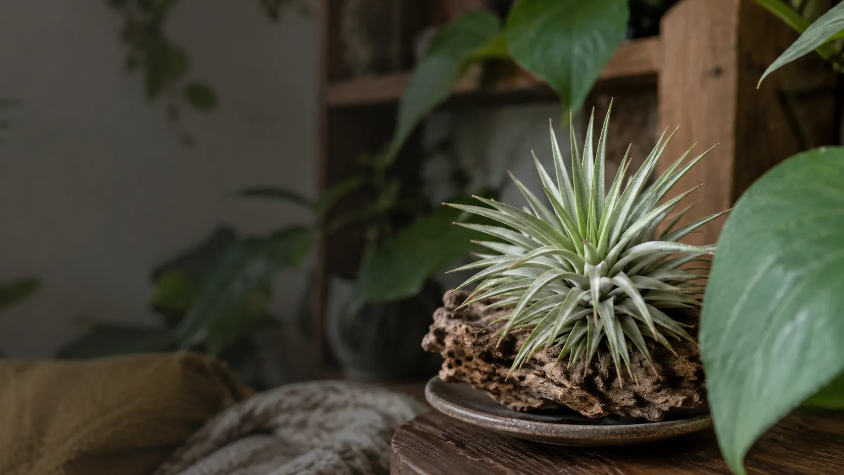 Air Plant